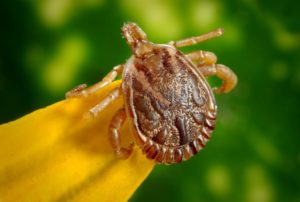 naturpothic treatent to Lyme disease