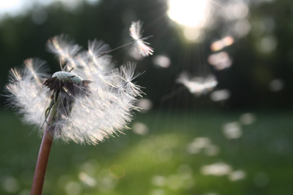 Fall allergies dandelion
