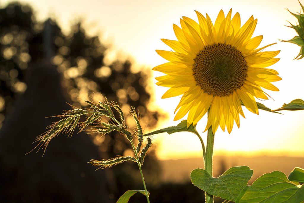 Sun vitamin D production